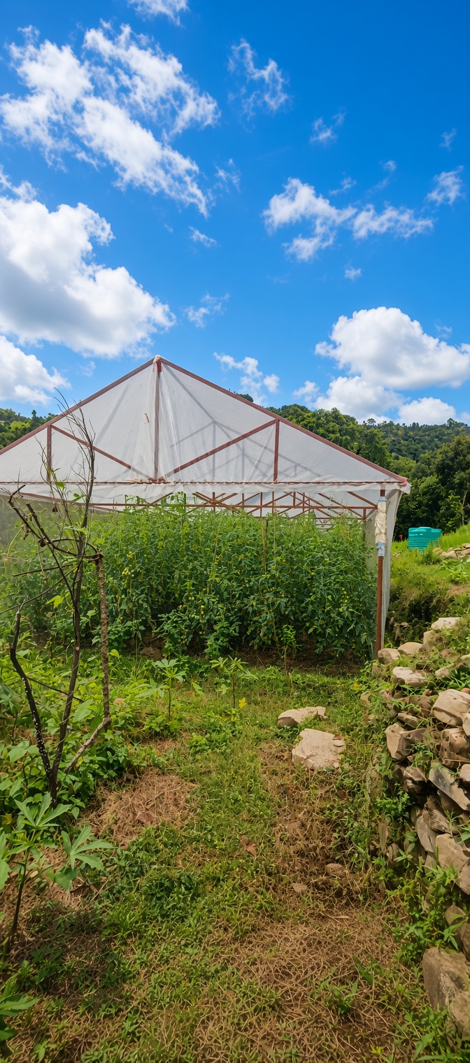 Fresh greenhouse tomatoes