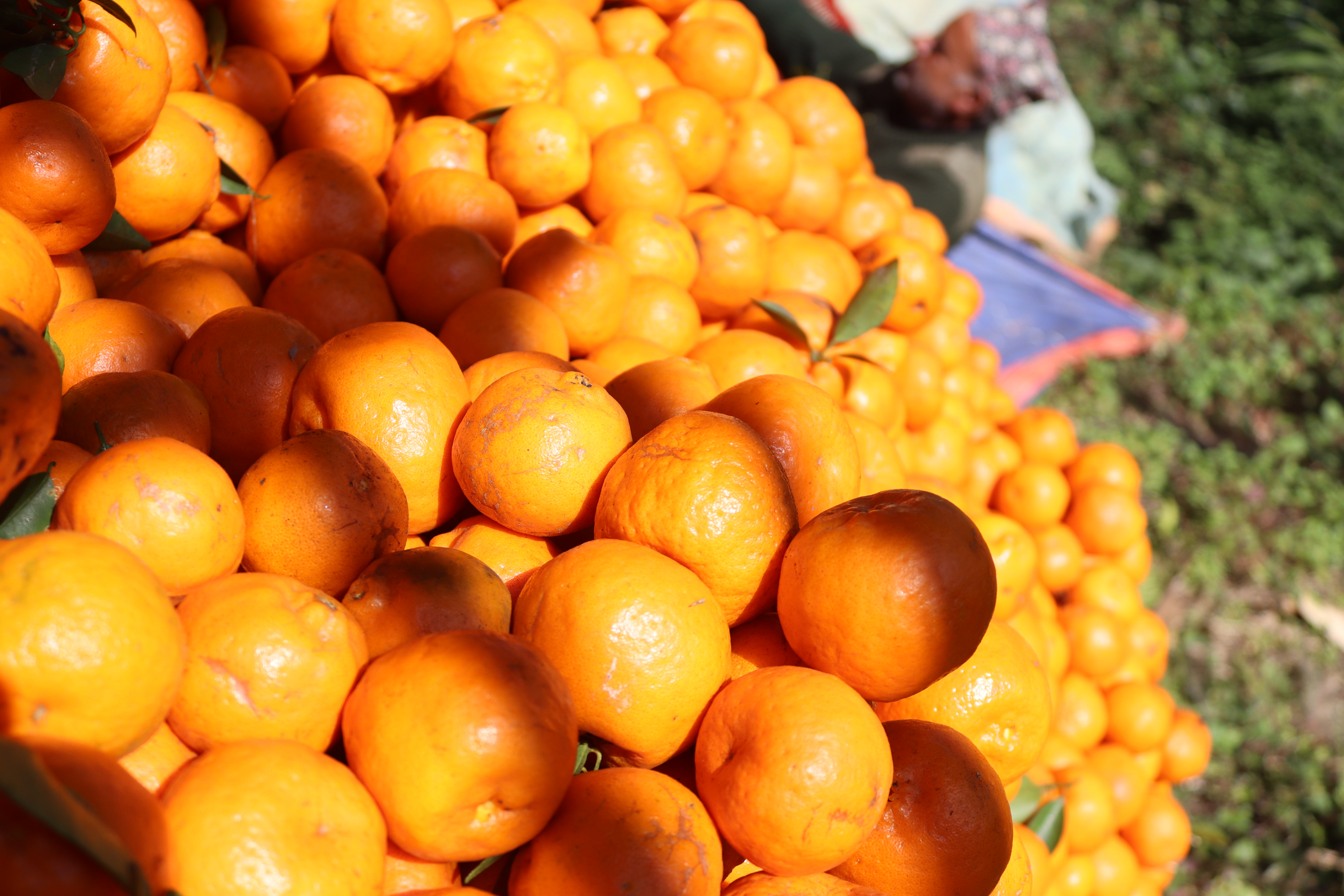 Fresh oranges from our farm
