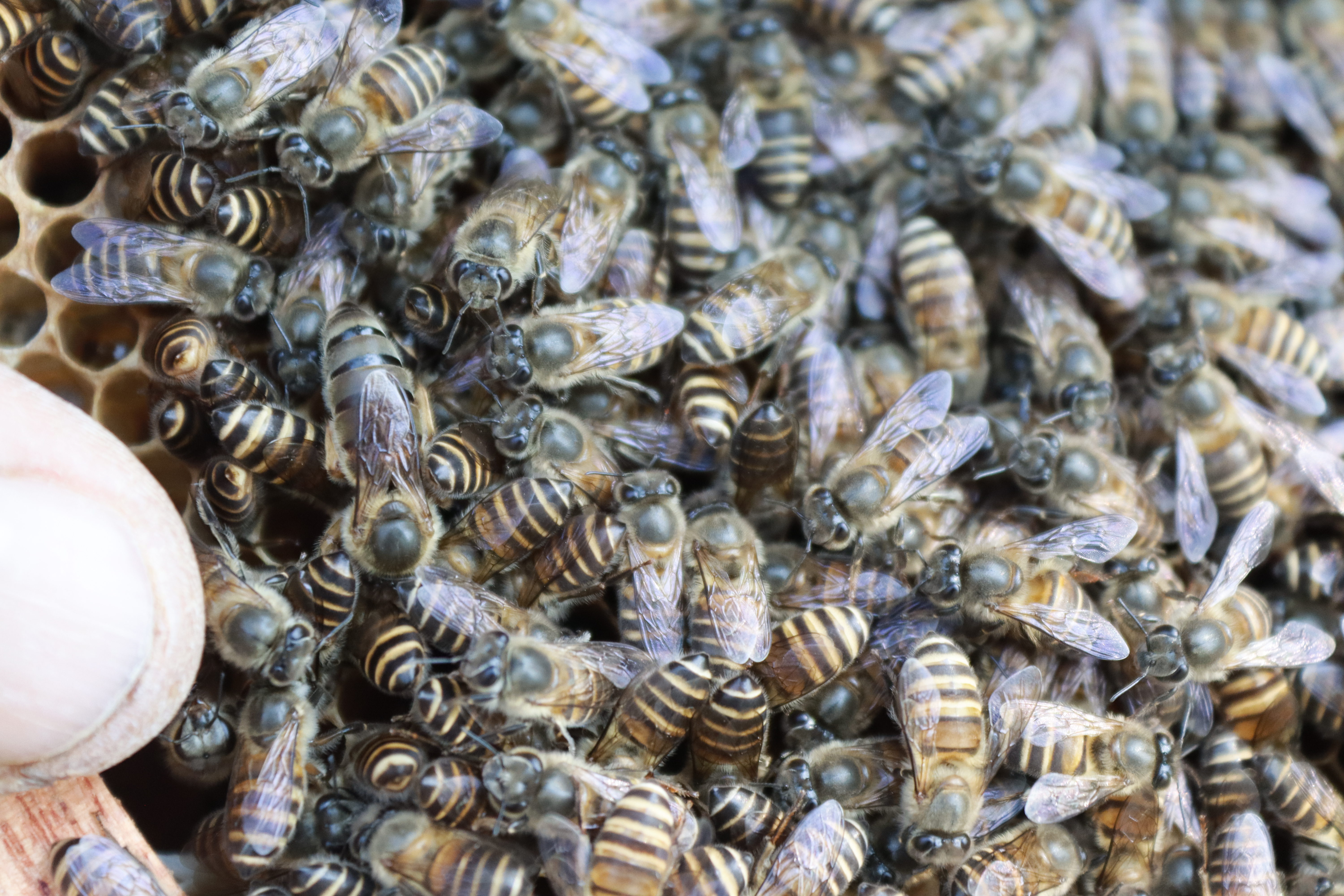Queen bee and nucleus hive